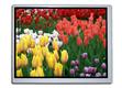 OSD+introduces+new+5%2E7%2Dinch+TFT+LCD+