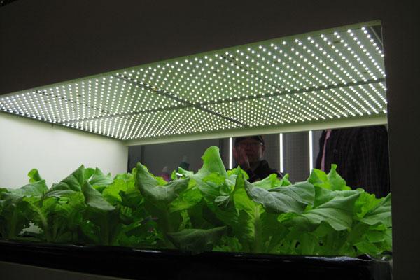 LED lights for agricultural purposes