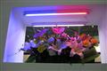 Osram colorful LED lighting for plants