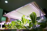 LED lamps used to grow plants