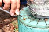 A bee is attached with a thin flexible chip for tracking its flying